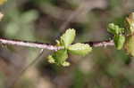 Southern dewberry